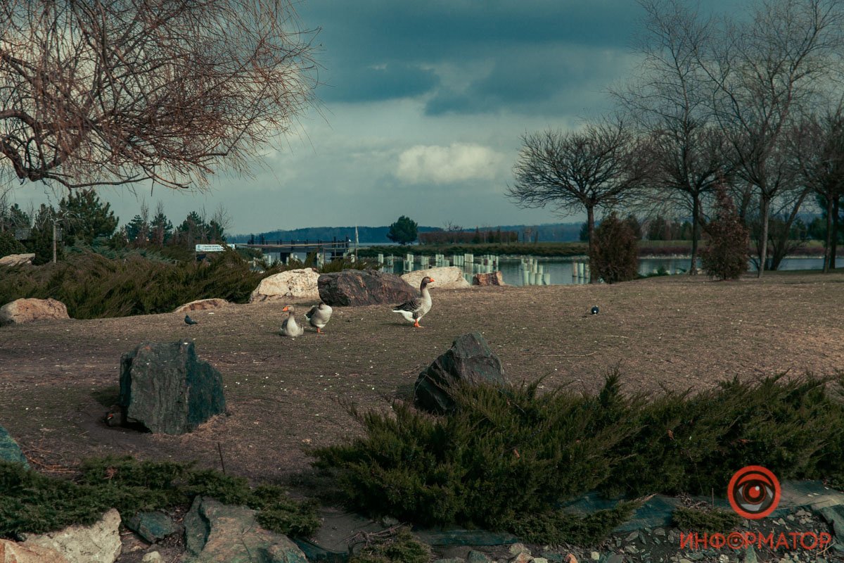 Вместе с людьми гуляют и гуси Вместе с людьми гуляют и гуси