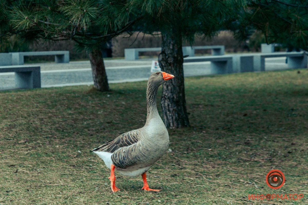 Важный господин Важный господин