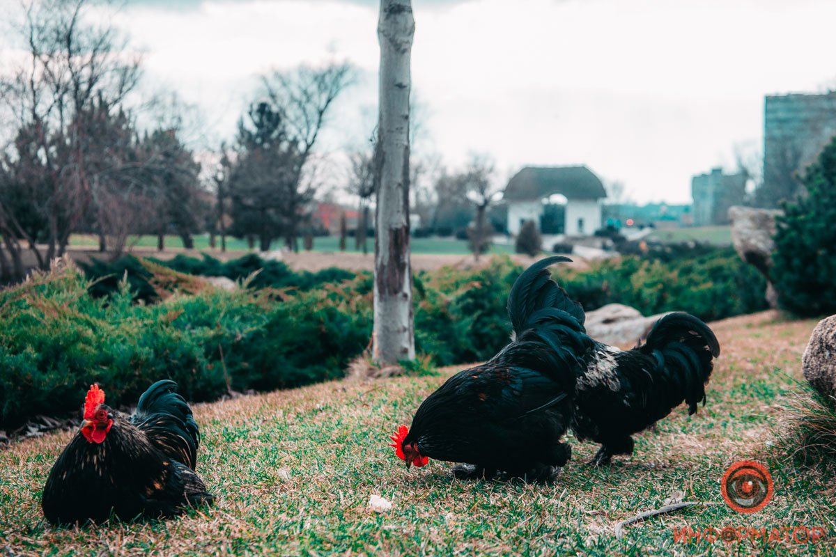 Домашняя птица - уюта ради Домашняя птица - уюта ради