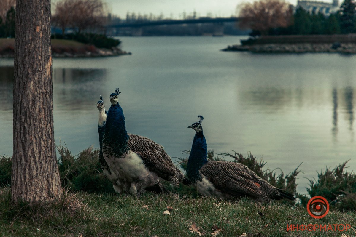 Спой, птичка! Спой, птичка!