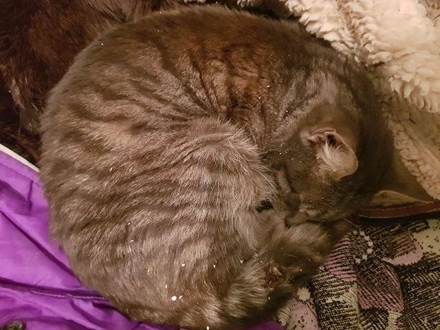 В Днепре спасатели освободили застрявшего в окне кота и передали его маленькому хозяину 1