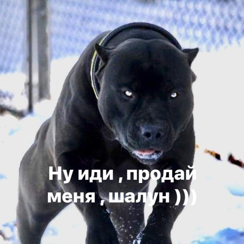 Депутат "Слуги народа" посоветовал пенсионерке продать собаку, чтобы оплатить газ: реакция соцсетей и фотожабы 8