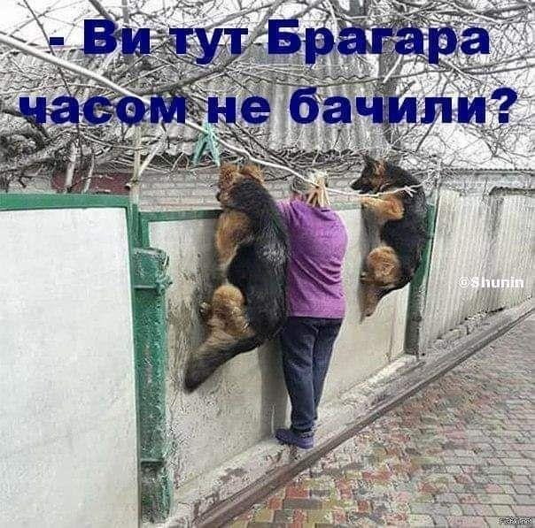 Депутат "Слуги народа" посоветовал пенсионерке продать собаку, чтобы оплатить газ: реакция соцсетей и фотожабы 10