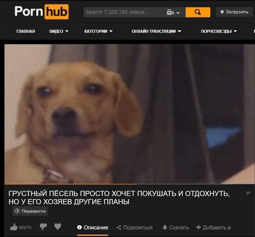 Депутат "Слуги народа" посоветовал пенсионерке продать собаку, чтобы оплатить газ: реакция соцсетей и фотожабы 15