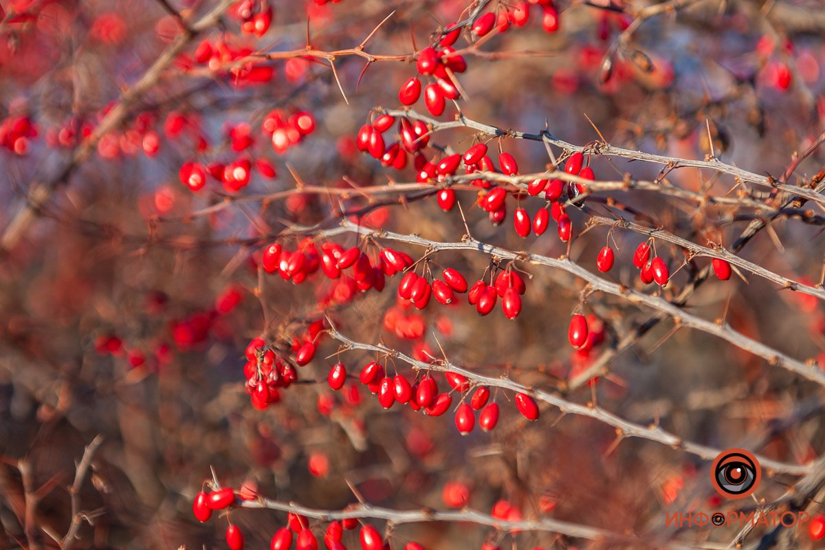 Буйство красок Буйство красок