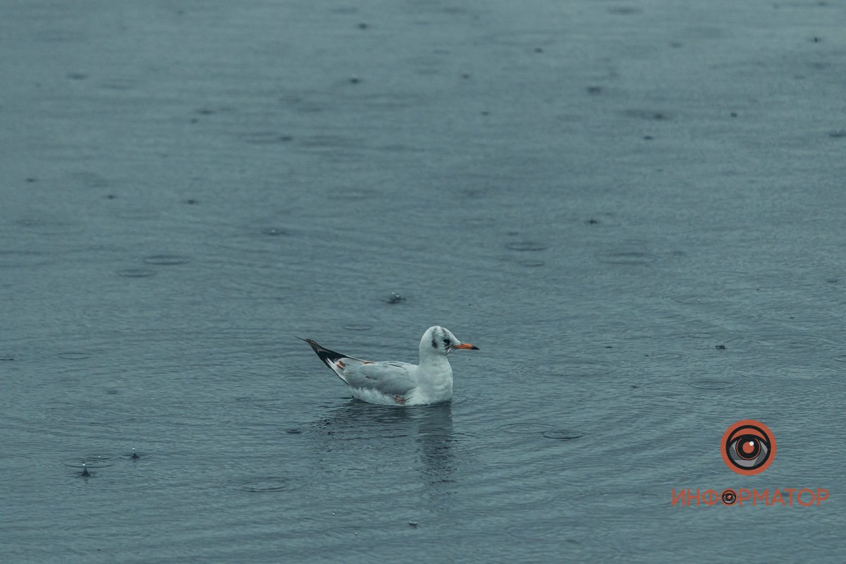 Коренные жители Днепра Коренные жители Днепра