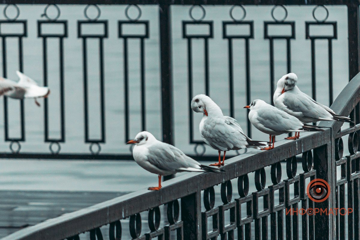 Птицы гармонично вписываются в эту картину Птицы гармонично вписываются в эту картину