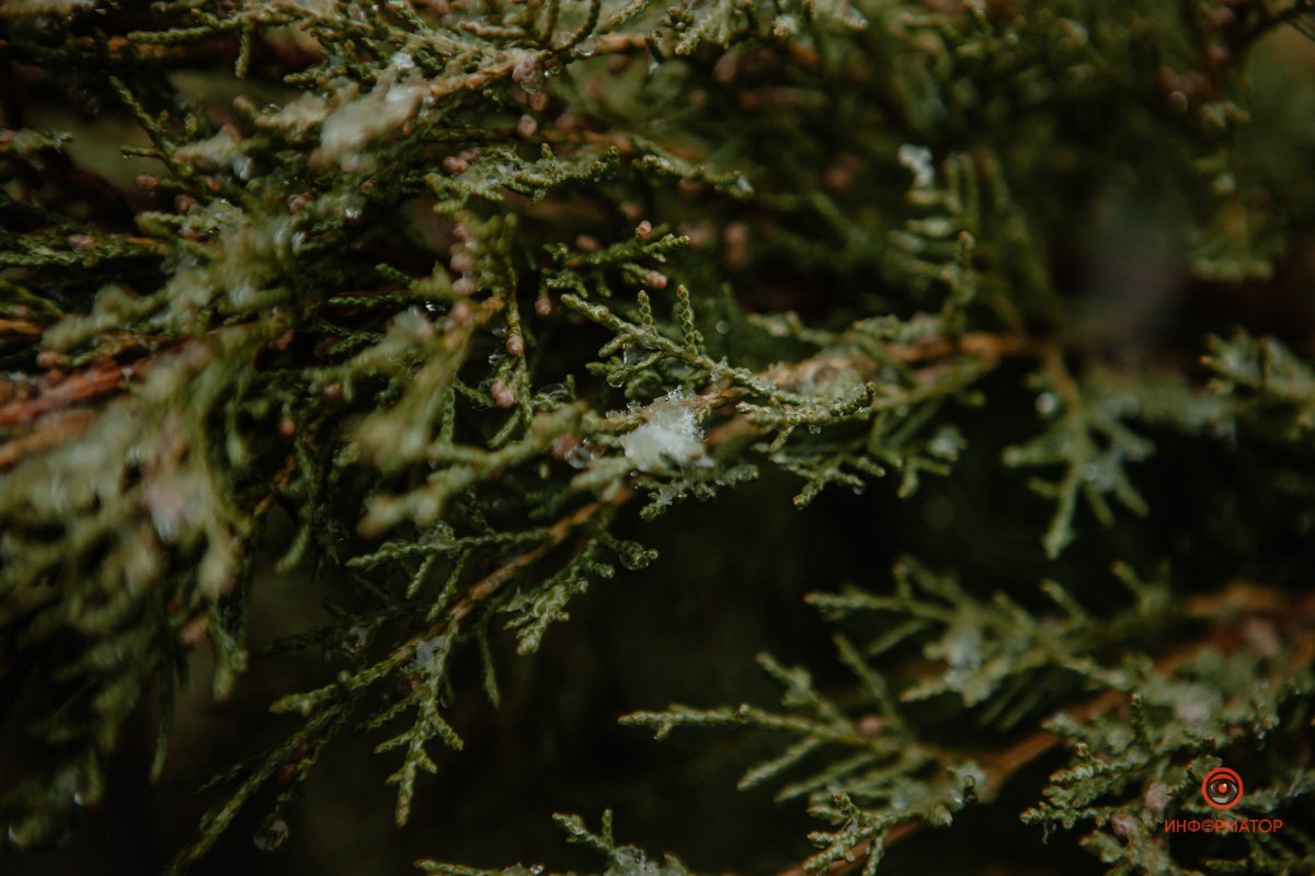 Мы отыскали снег Мы отыскали снег