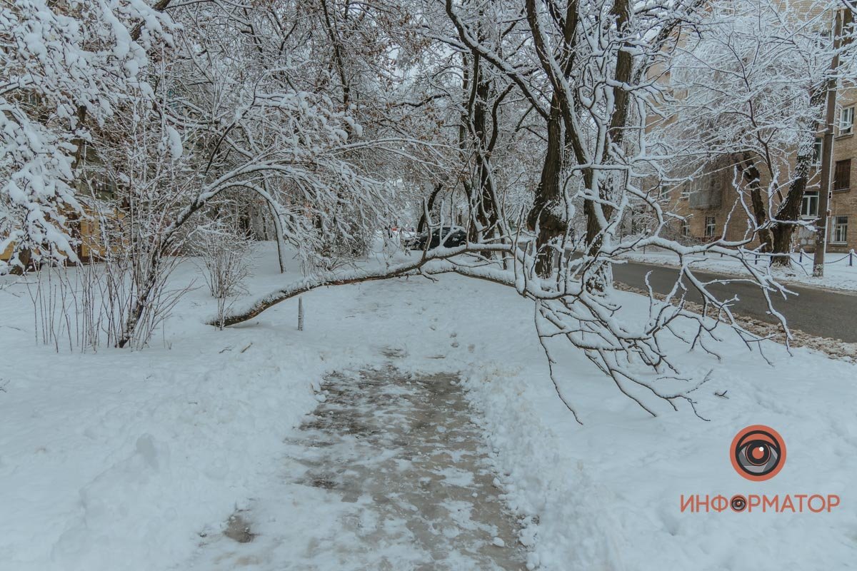 Снегопад повалил деревья по всему городу