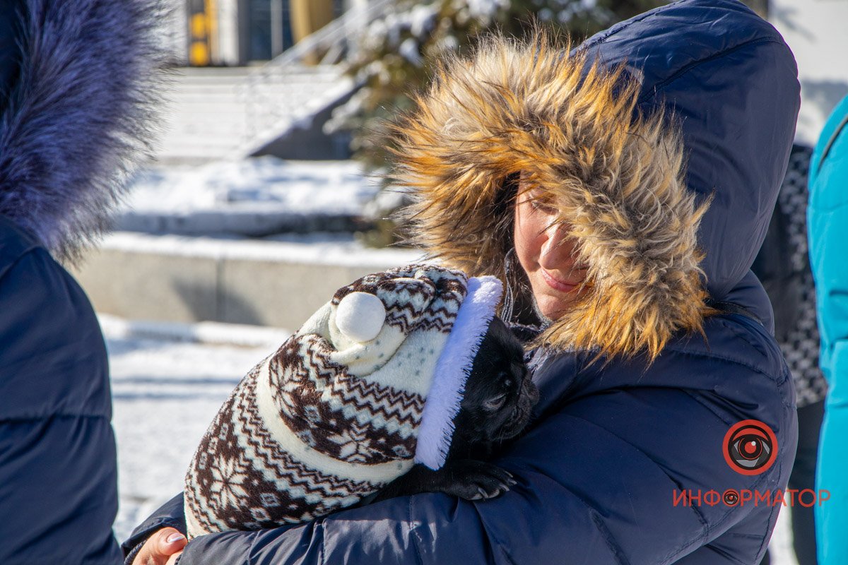 Стильными могут быть и псы