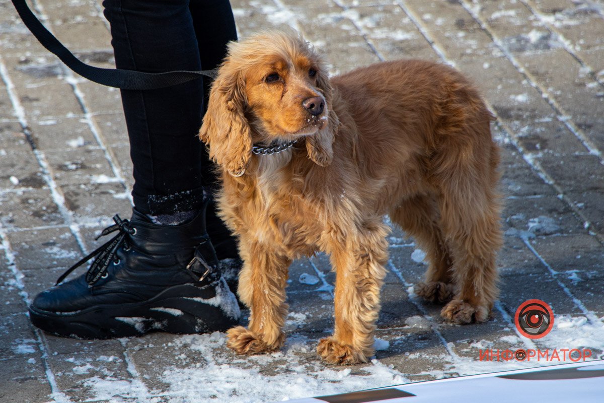 Собаки часто становятся настоящими членами семьи