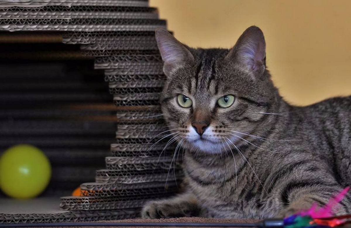 Депутат в мире котиков 😀