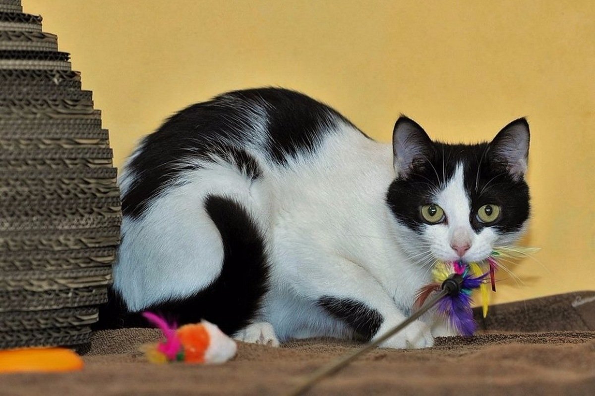 Грустный кусь ищет дом 