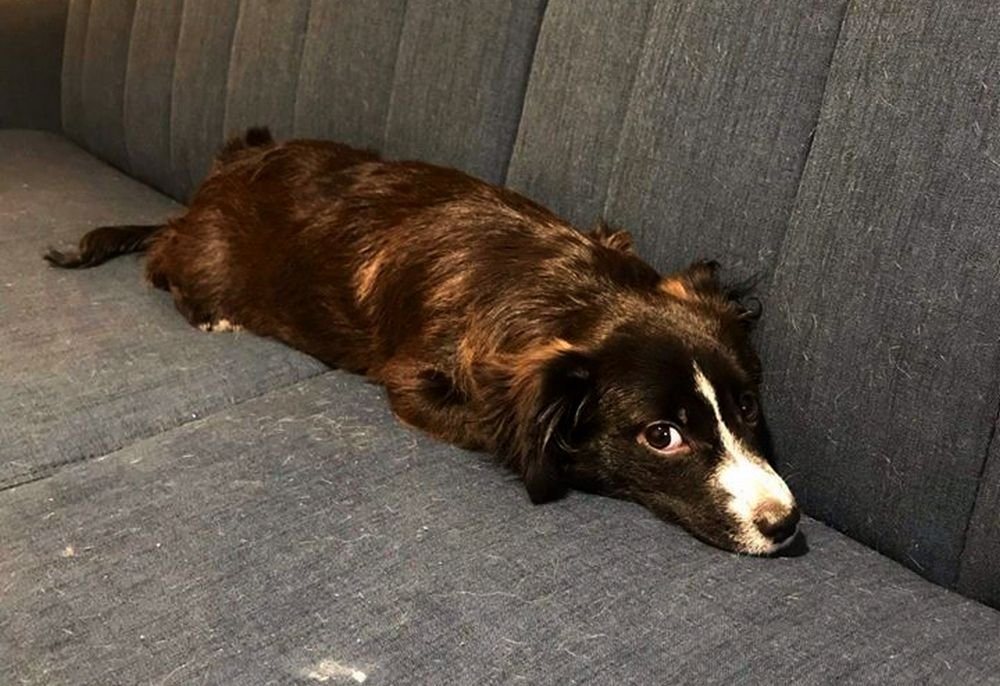 Подарите тепло и любовь: какие животные ищут дом в Днепре 6