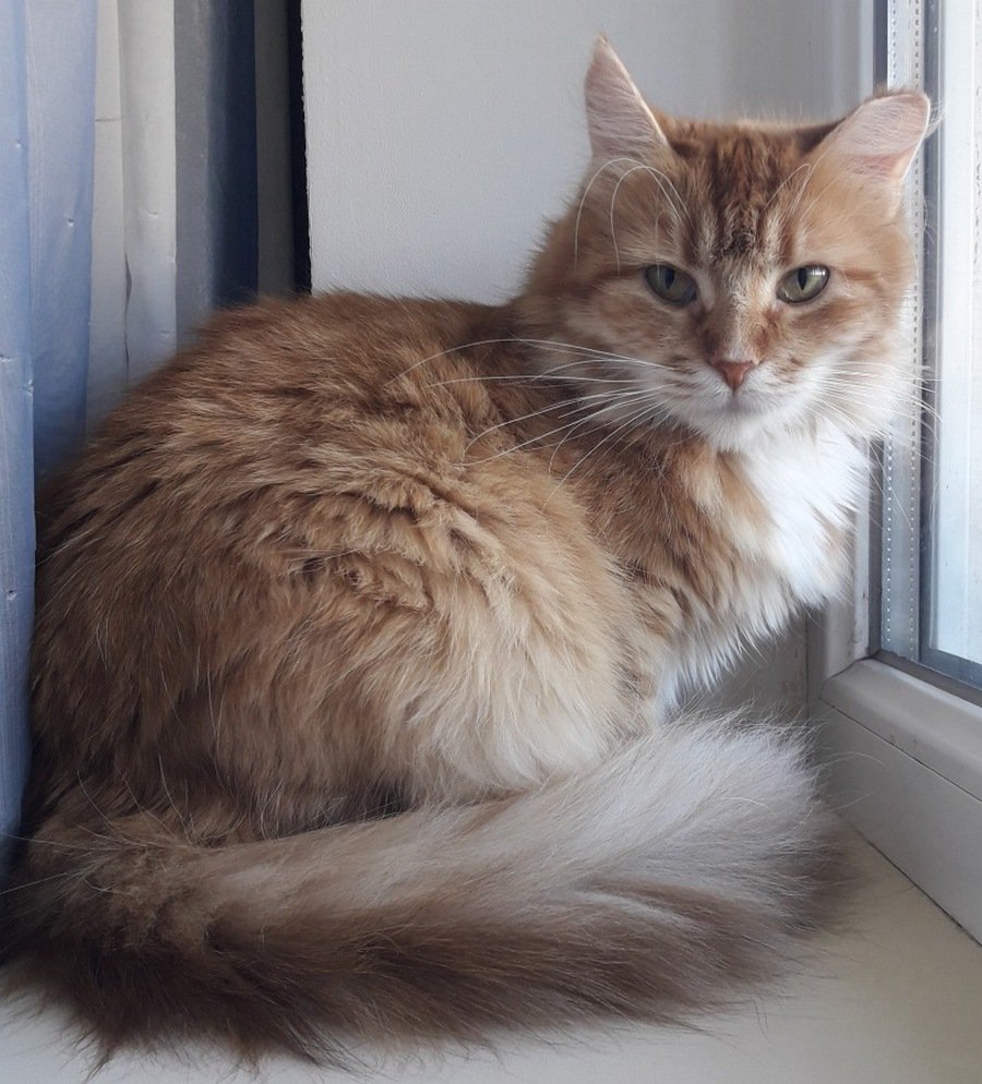 Одно сплошное ня :3 