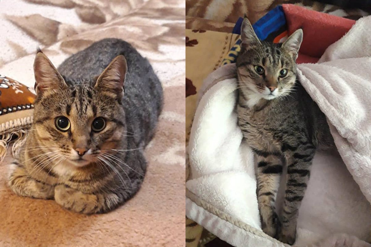 Котик не сделал абсолютно ничего для того, чтобы с ним так поступили