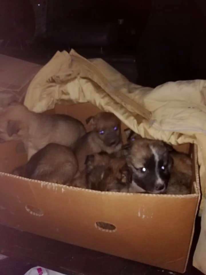 Девять щенят три дня провели на дне полного фекалий туалета Девять щенят три дня провели на дне полного фекалий туалета