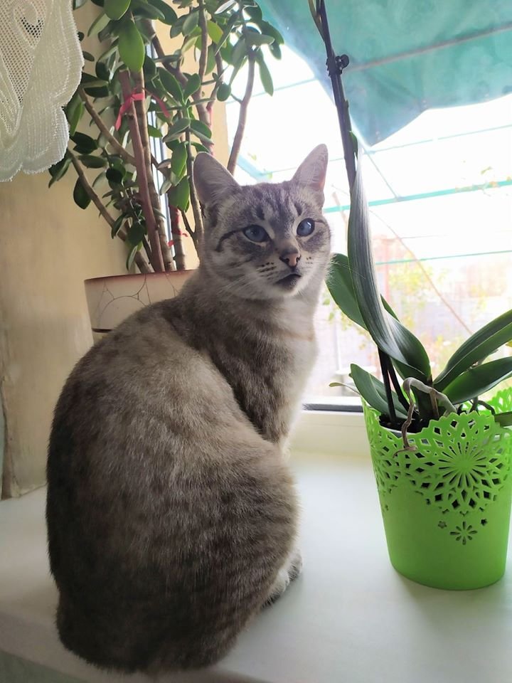 В Днепре пропало много животных: помогите найти 1