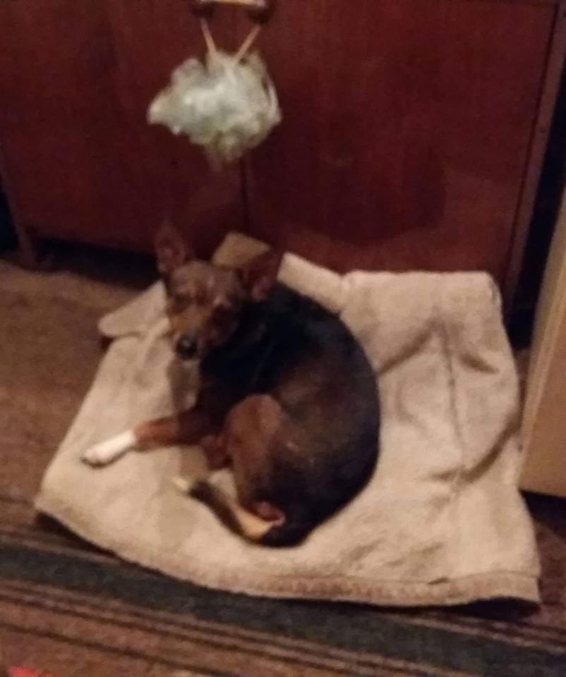 В Днепре пропало много животных: помогите найти 2