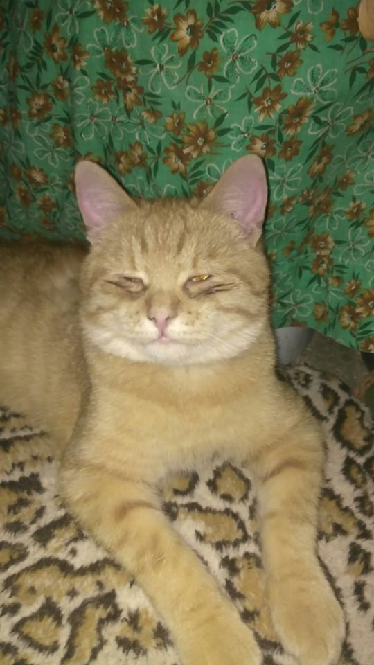 В Днепре пропало много животных: помогите найти 3