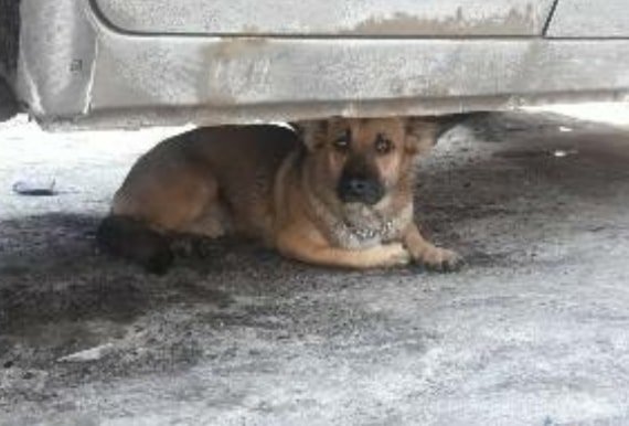 В Днепре пропало много животных: помогите найти 4