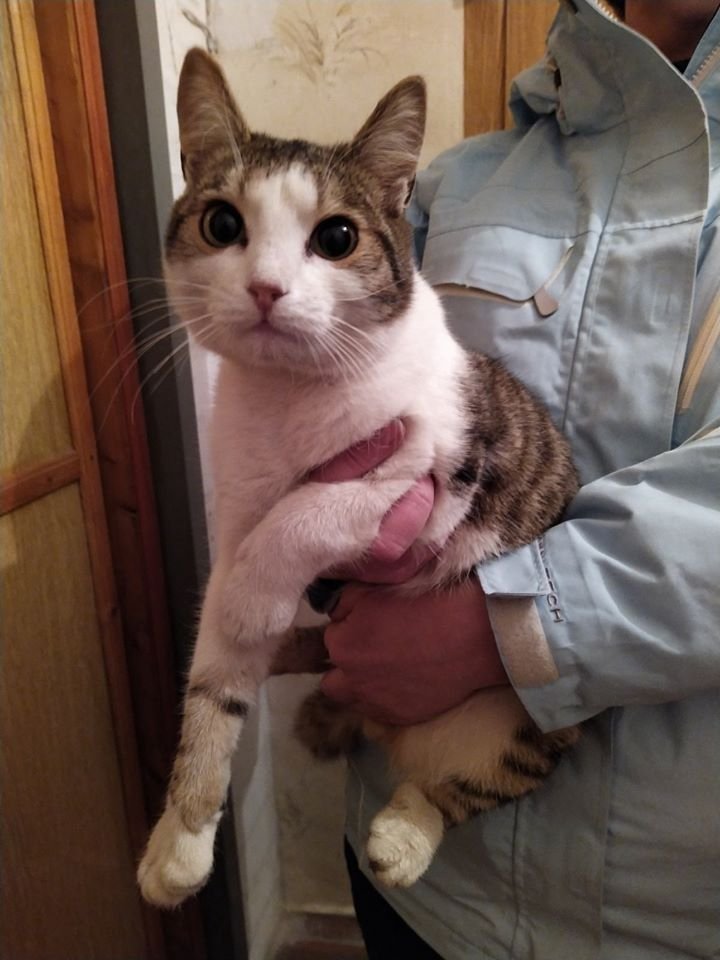 В Днепре пропало много животных: помогите найти 5