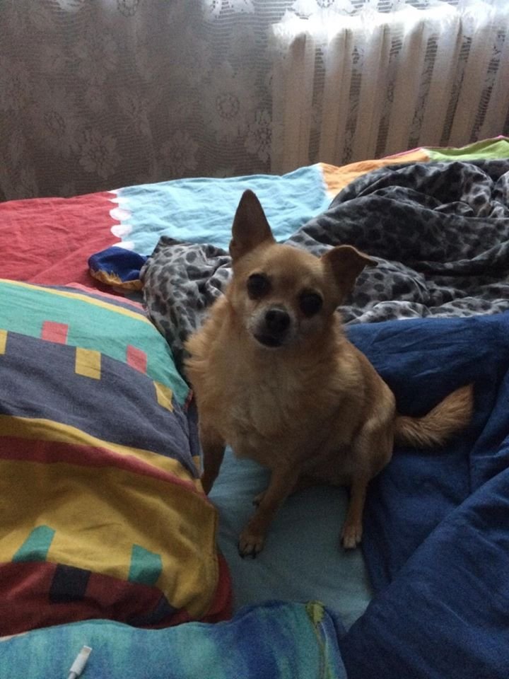 В Днепре пропало много животных: помогите найти 6