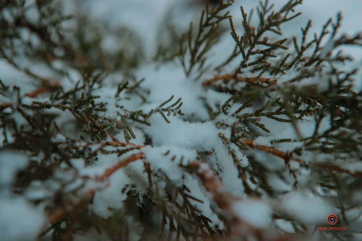 Елочка в сахарной пудре Елочка в сахарной пудре