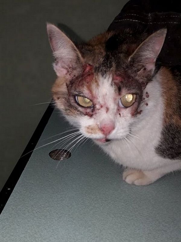 Кошке срочно нужна помощь Кошке срочно нужна помощь