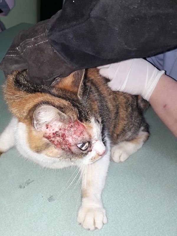 На лечение уйдет 2 месяца На лечение уйдет 2 месяца