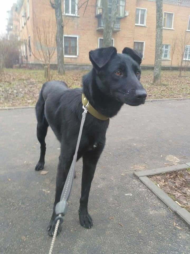 В Днепре пропало много животных: помогите найти 1