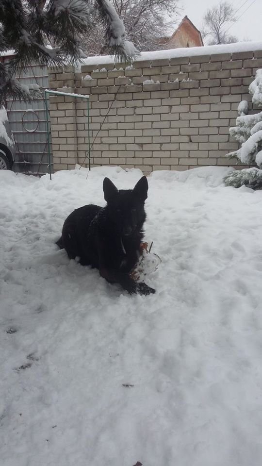 В Днепре пропало много животных: помогите найти 2