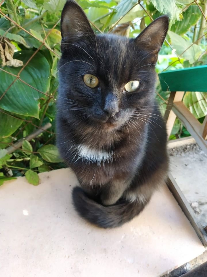 В Днепре пропало много животных: помогите найти 3