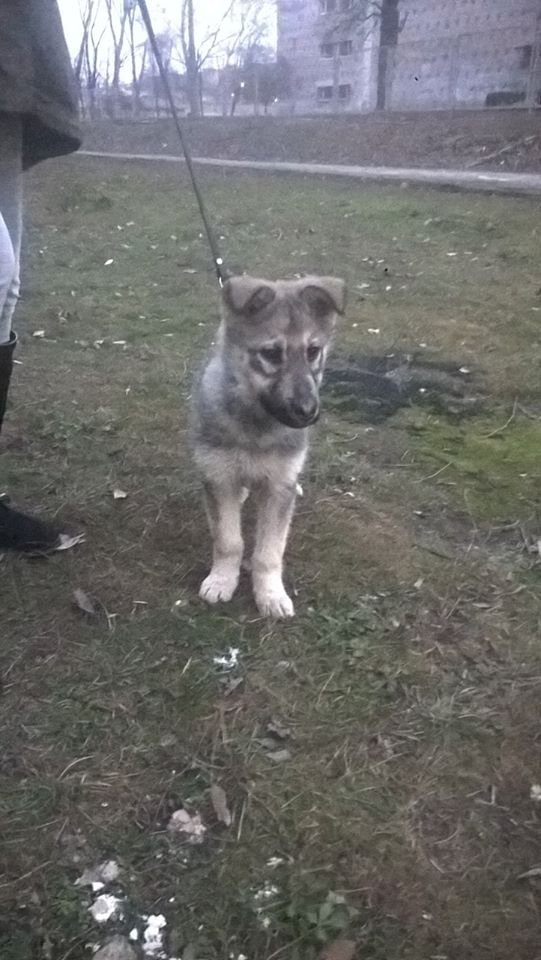 В Днепре пропало много животных: помогите найти 4