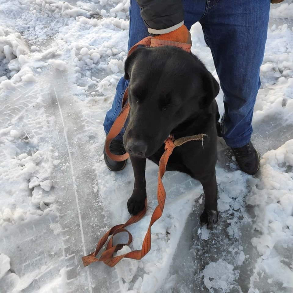 В Днепре пропало много животных: помогите найти 5