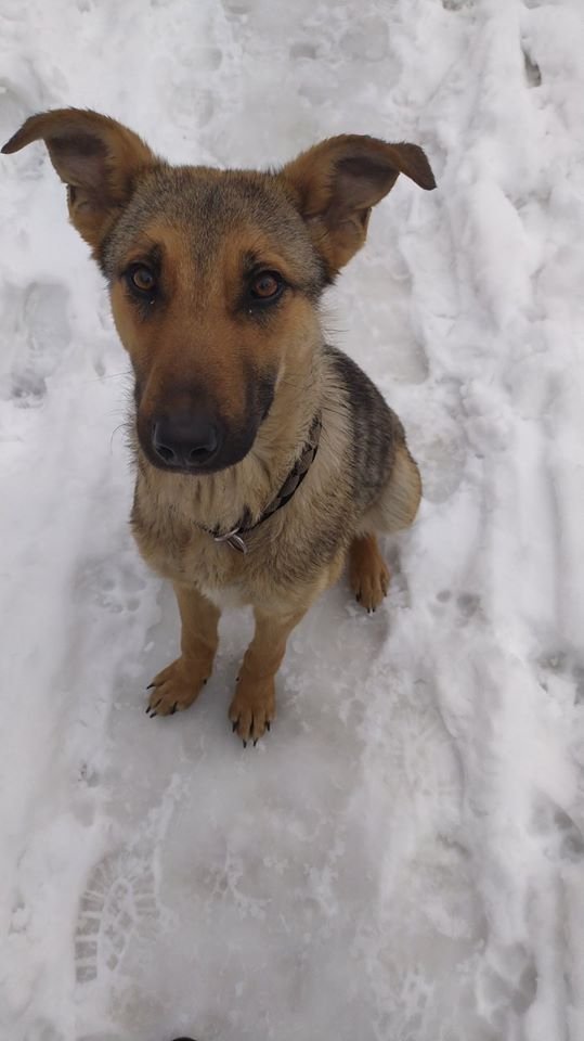 В Днепре пропало много животных: помогите найти 6