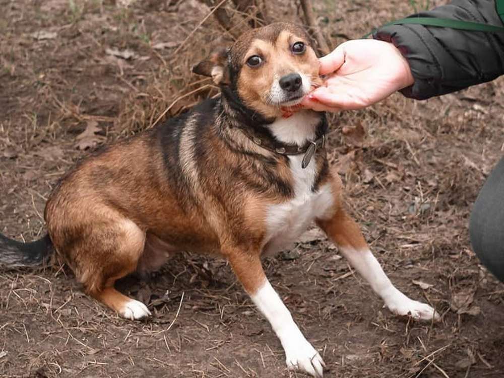 В какой-то момент собачка стала попросту никому не нужна В какой-то момент собачка стала попросту никому не нужна