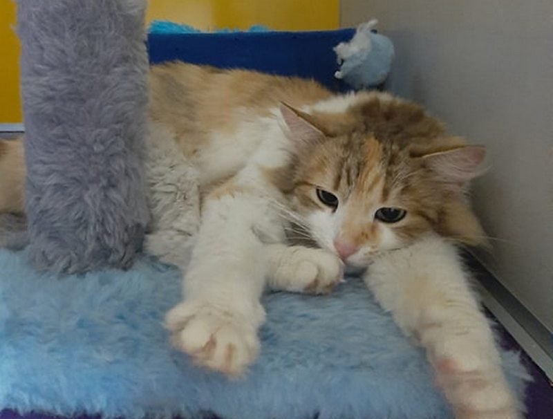 Грустный кусь Грустный кусь