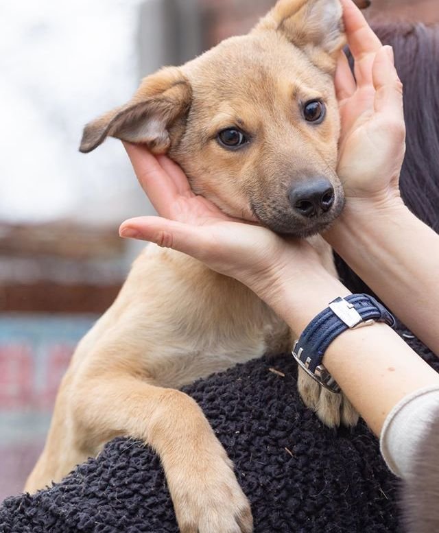 Сладкий пирожочек ищет тех, кому он сможет подарить всю свою любовь Сладкий пирожочек ищет тех, кому он сможет подарить всю свою любовь