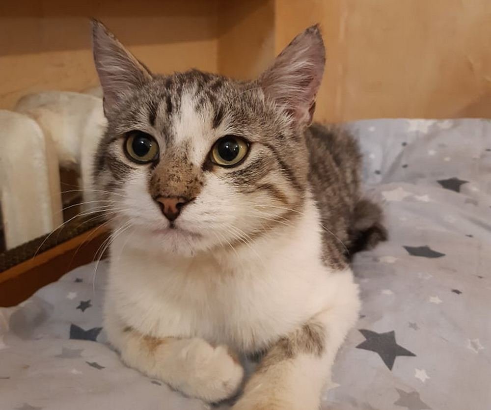 Очень уютный и спокойный котик Очень уютный и спокойный котик