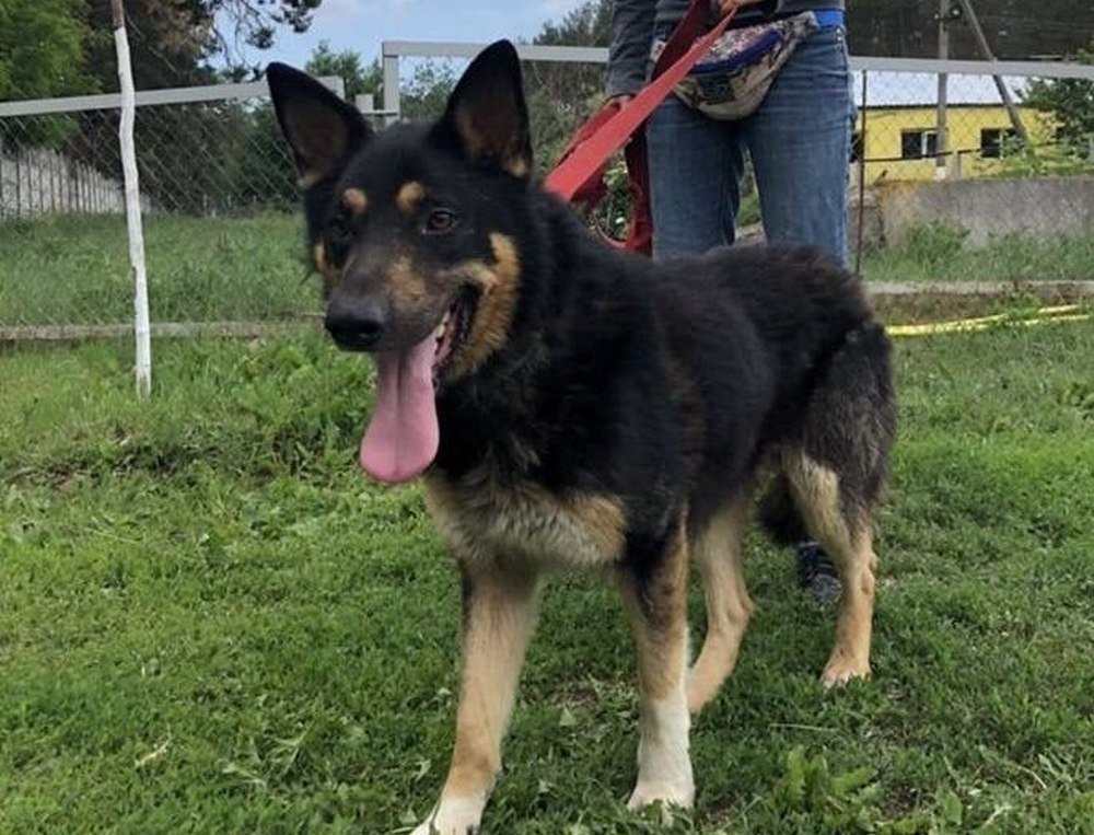 Милейшая собака готова быть рядом и охранять вас 24 часа в сутки Милейшая собака готова быть рядом и охранять вас 24 часа в сутки