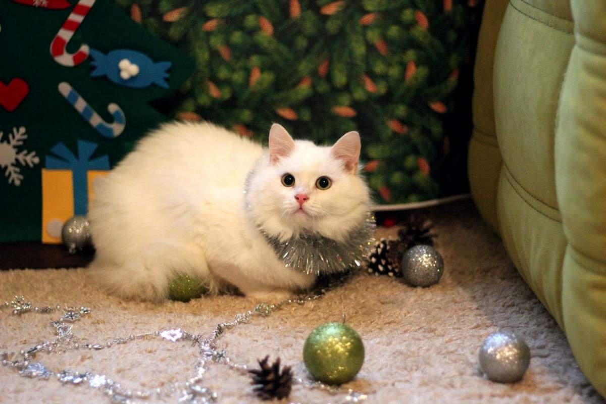 Белое пушистое облачко Белое пушистое облачко