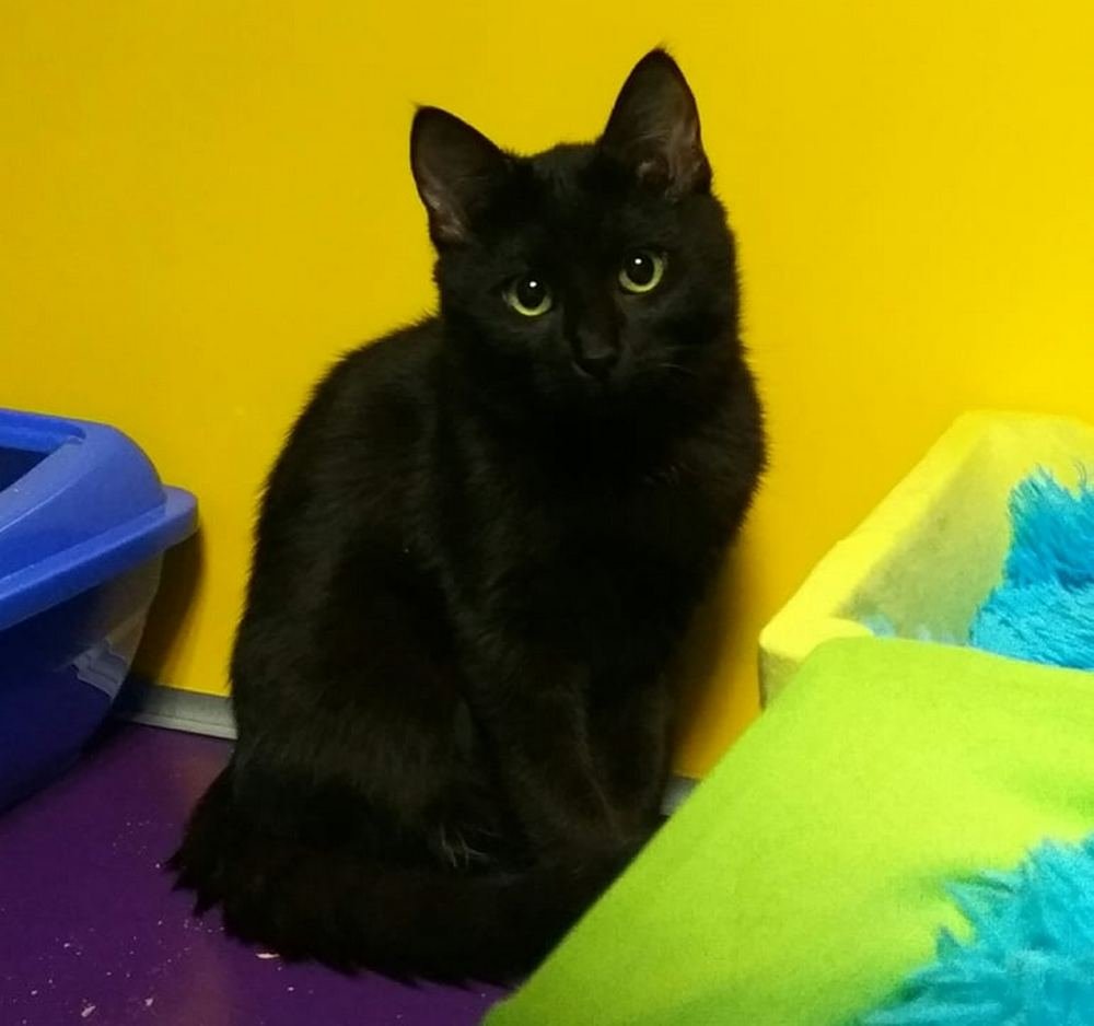 Черный-черный котик с очень светлым сердечком Черный-черный котик с очень светлым сердечком