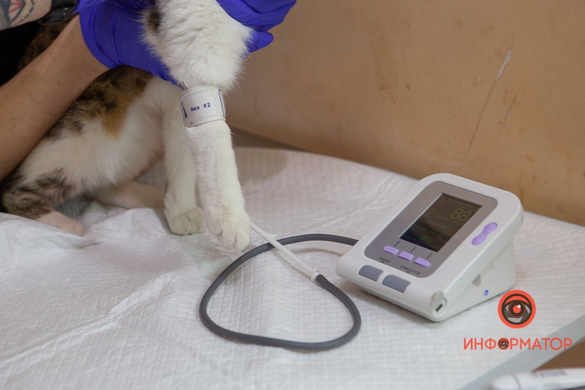 Котик, не болей