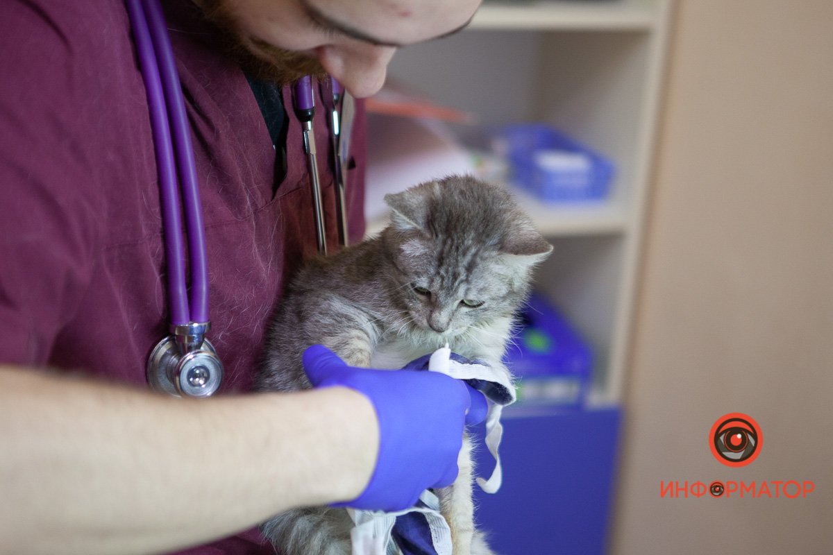 Котята выздоравливают 