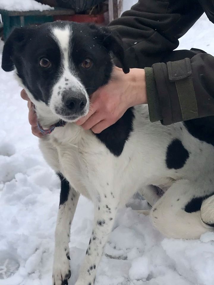 В Днепре ищут дом собаке, у которой умер хозяин 1