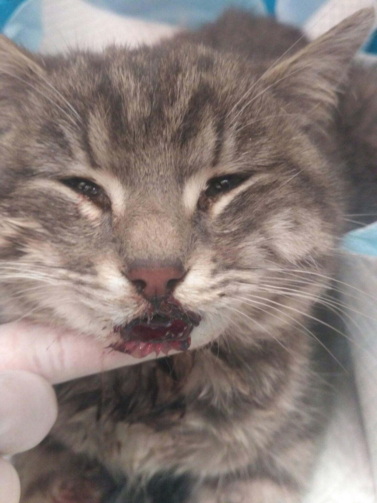 В Днепре подростки спасли на улице окровавленного кота: животному нужна помощь 1