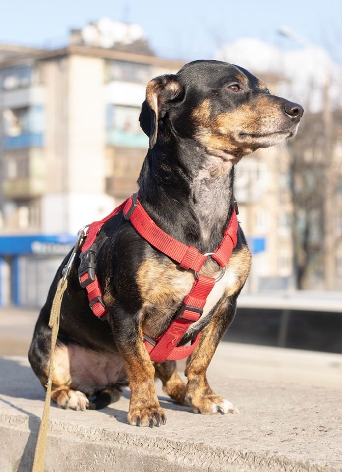 Подарите тепло и любовь: какие животные ищут дом в Днепре 1