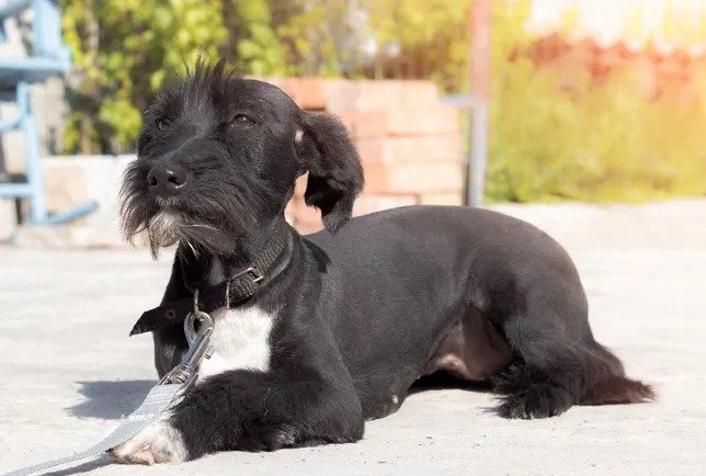 Подарите тепло и любовь: какие животные ищут дом в Днепре 2