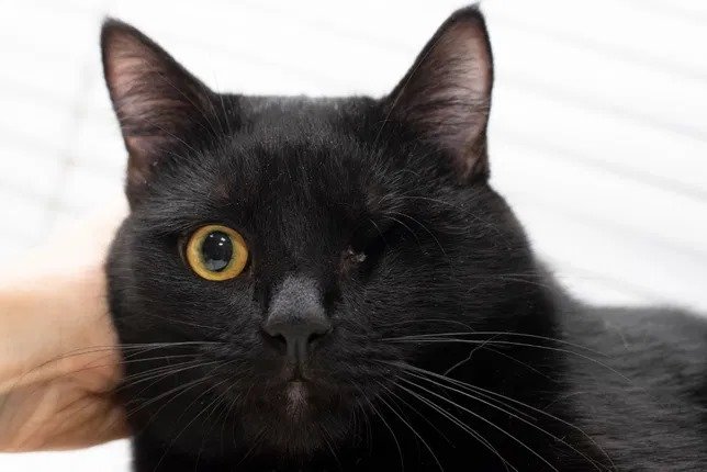 Подарите тепло и любовь: какие животные ищут дом в Днепре 3